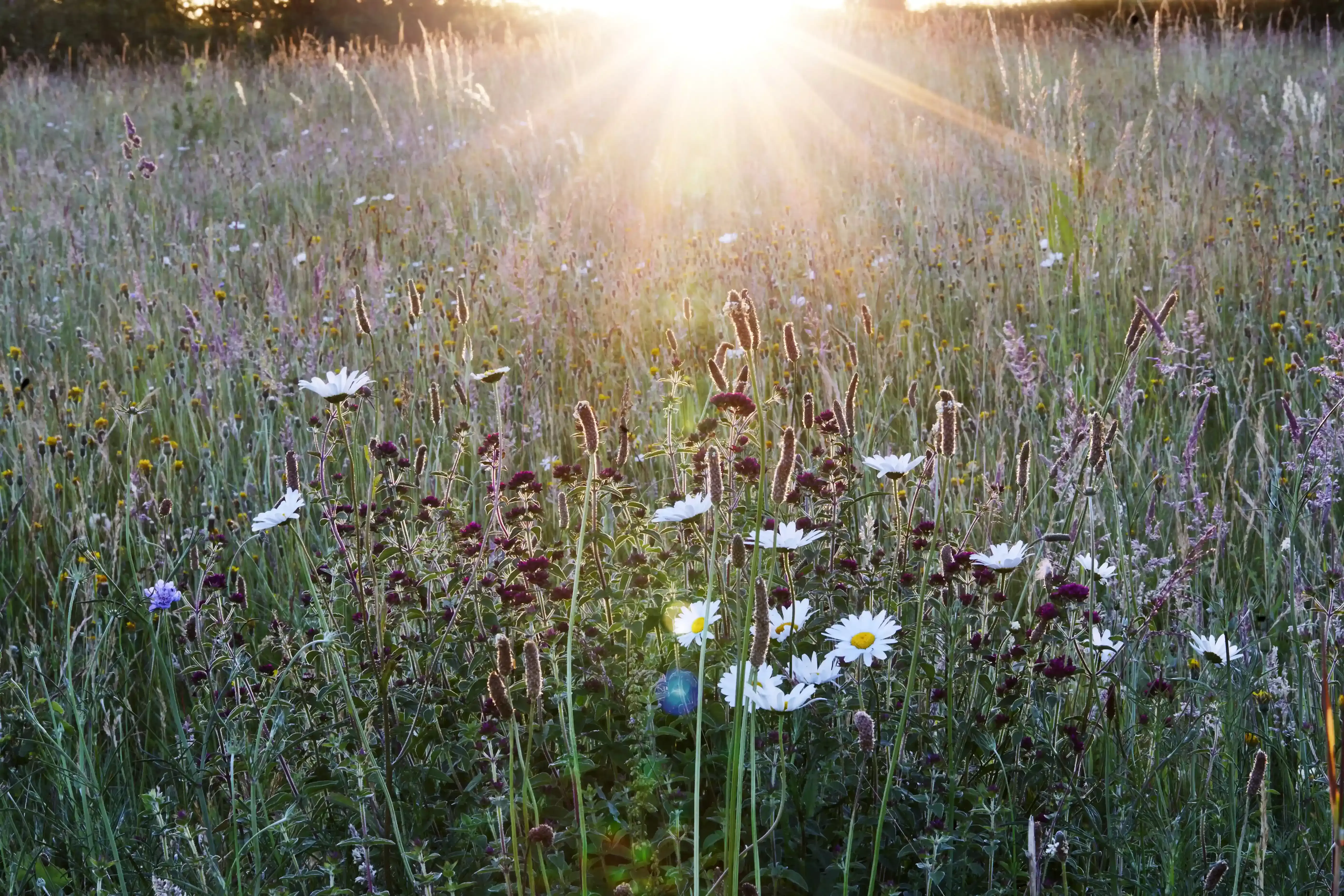 Field of flowers