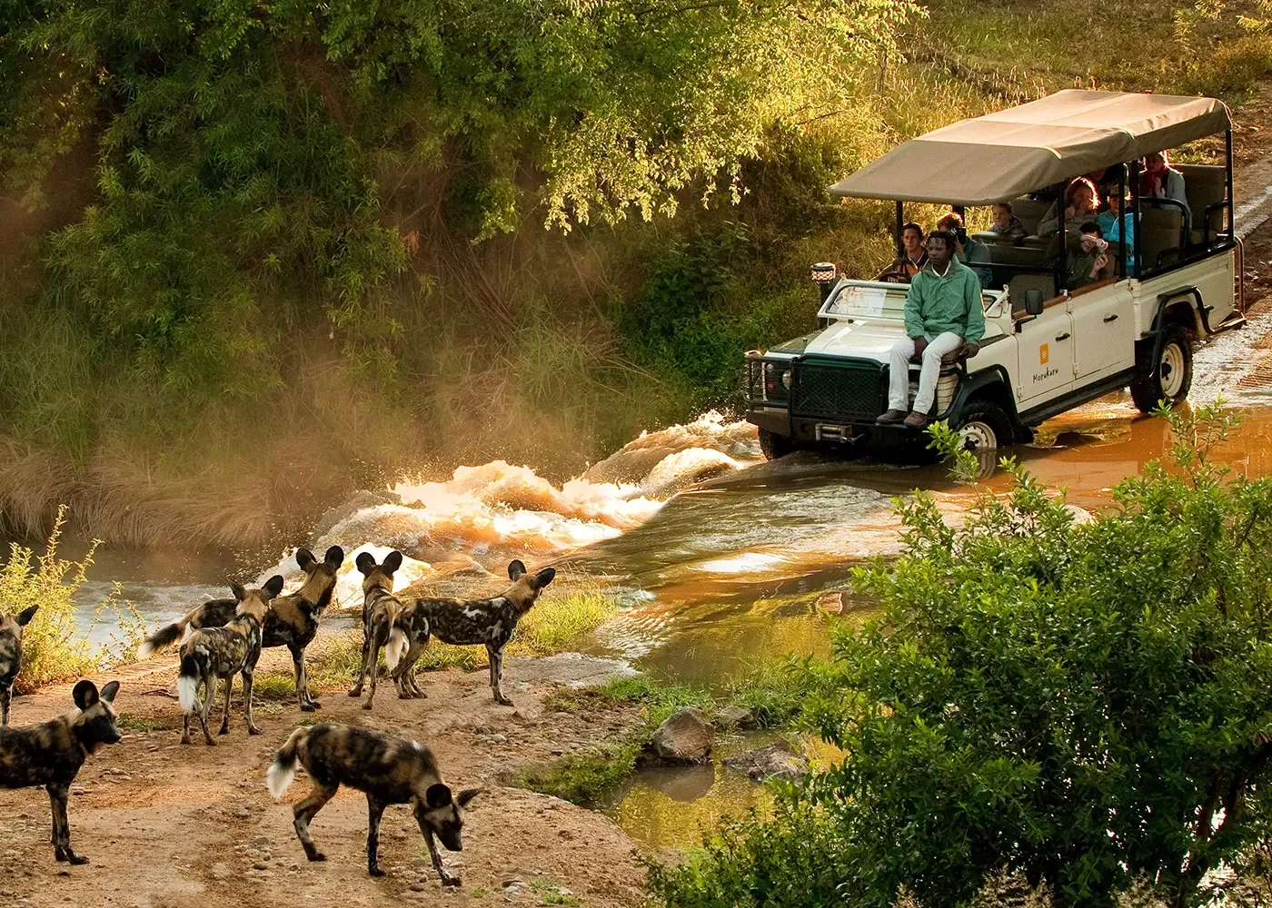 A group of African wild dogs stands on a dirt path near a stream as a safari jeep with tourists watches from the water, surrounded by lush greenery.