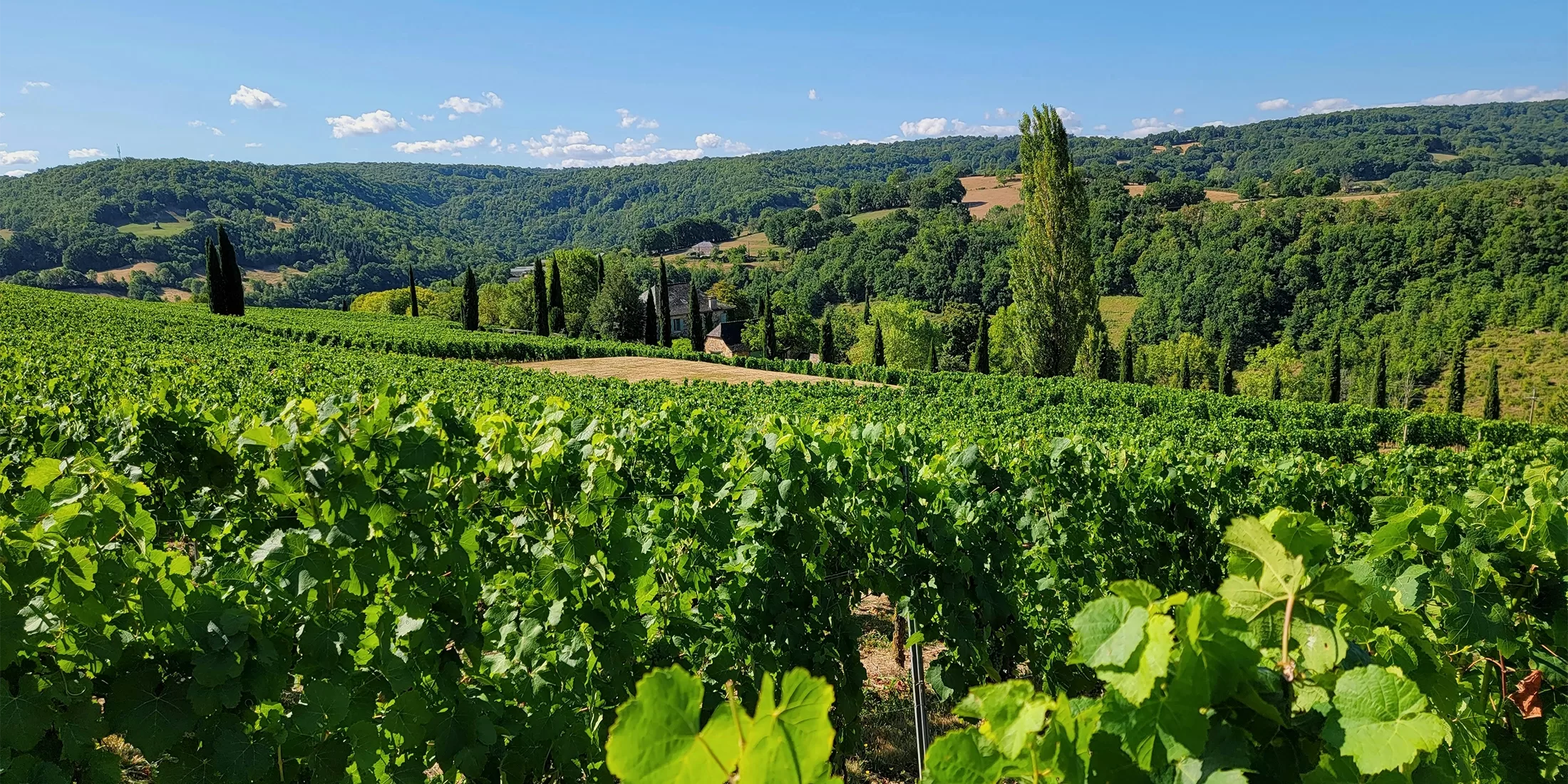 Green landscape of vineyard filled with plants, trees and hills in Bordeaux.